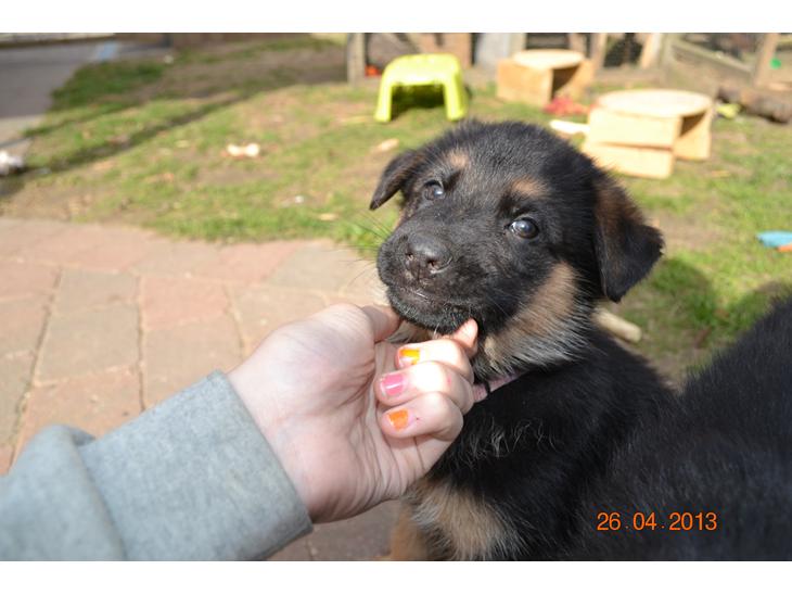 {{currentPhoto.altText}} billede {{currentPhoto.number}}