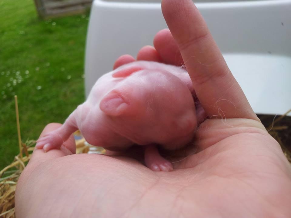 Angora kanin kuld A - 2 dage gammel billede 35