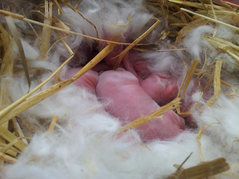 Angora kanin kuld A - 2 dage gammel billede 34