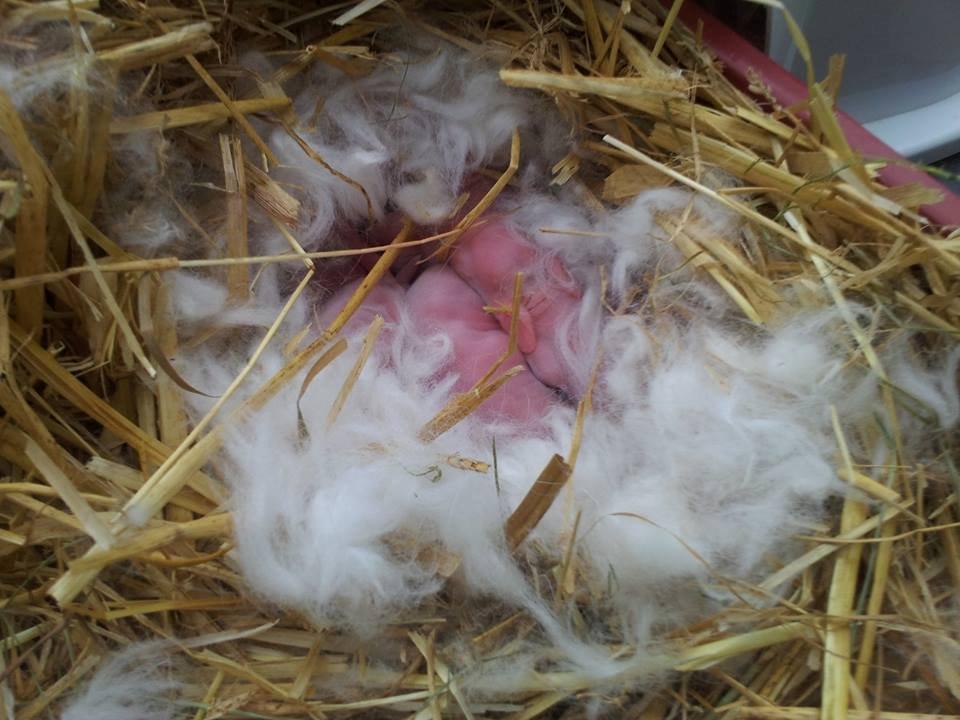 Angora kanin kuld A - 2 dage gammel billede 33