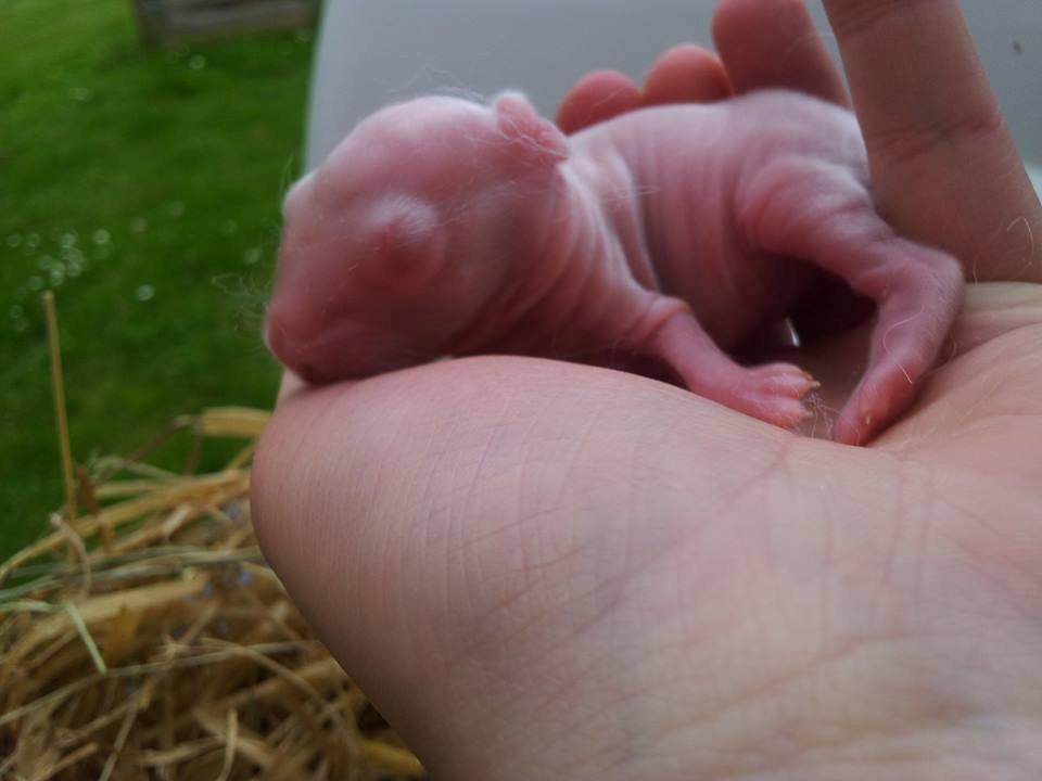 Angora kanin kuld A - 2 dage gammel billede 32