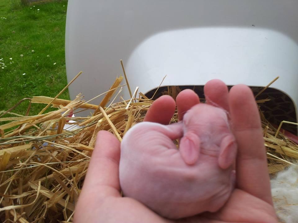 Angora kanin kuld A - 2 dage gammel billede 36