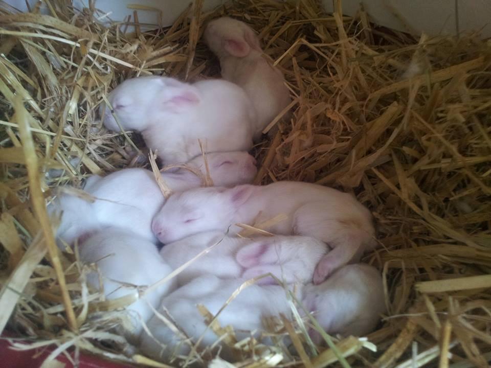 Angora kanin kuld A - 10 dage gamle billede 26