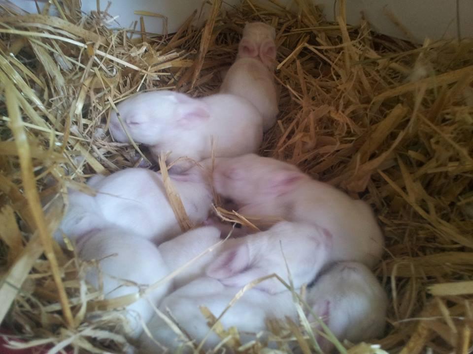 Angora kanin kuld A - 10 dage gamle billede 29