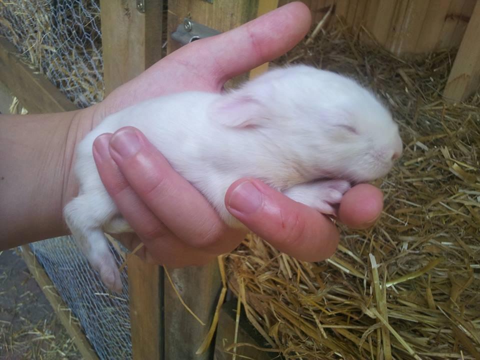 Angora kanin kuld A - 10 dage gamle billede 28