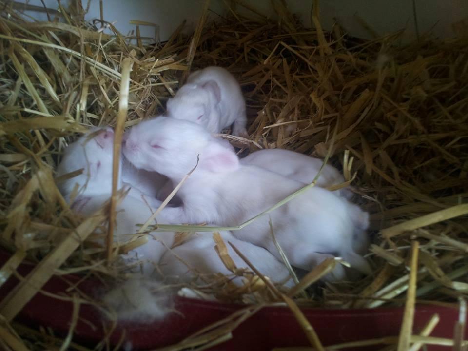 Angora kanin kuld A - 10 dage gamle billede 31