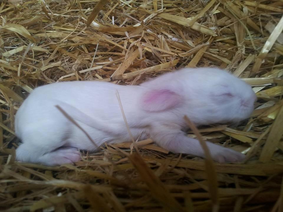 Angora kanin kuld A - 10 dage gamle billede 30