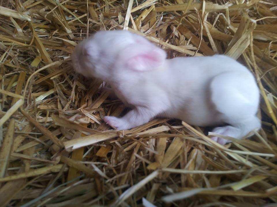 Angora kanin kuld A - 10 dage gamle billede 27