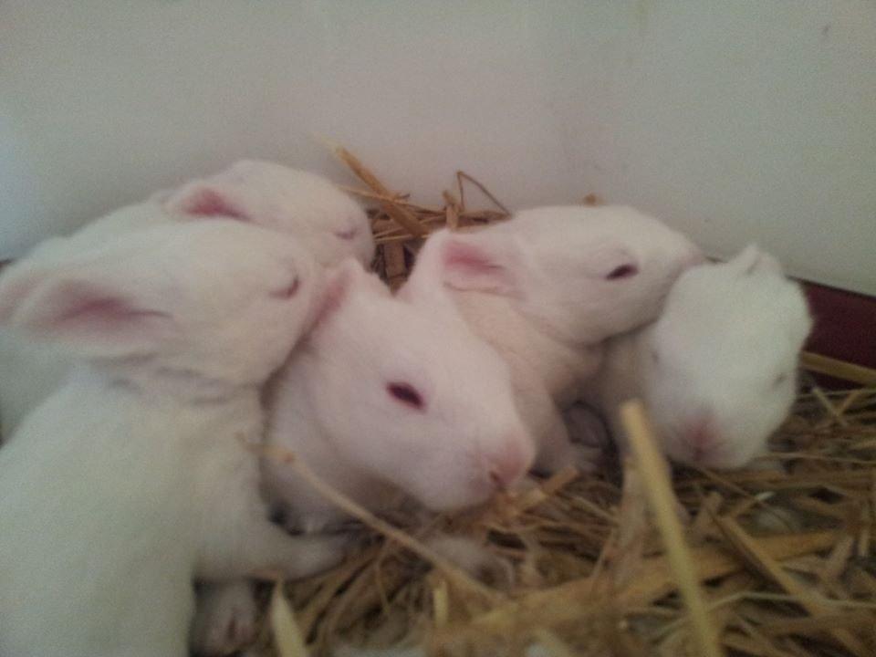 Angora kanin kuld A - 14 dage gamle billede 21