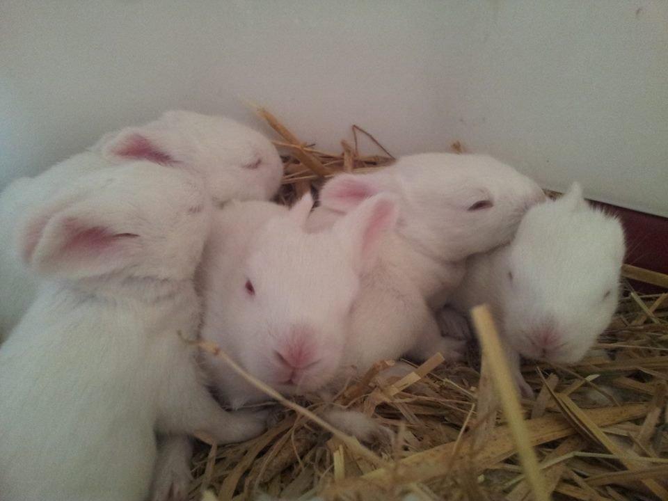 Angora kanin kuld A - 14 dage gamle billede 20