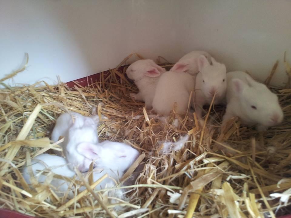 Angora kanin kuld A - 14 dage gamle billede 25