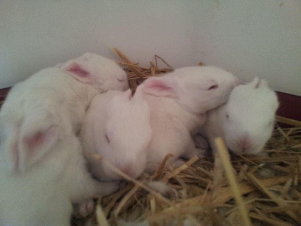 Angora kanin kuld A - 14 dage gamle billede 19