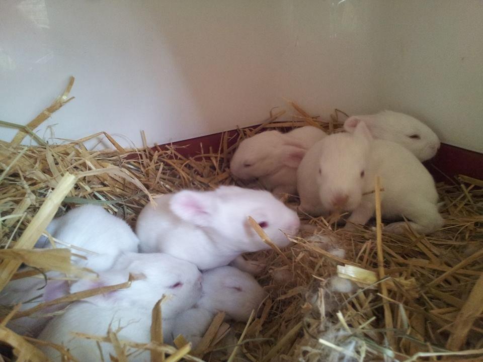 Angora kanin kuld A - 14 dage gamle billede 22