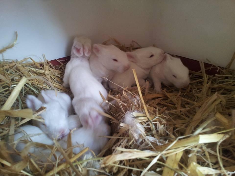 Angora kanin kuld A - 14 dage gamle billede 23