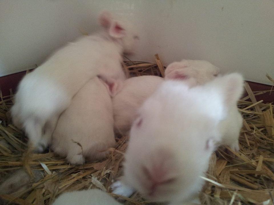 Angora kanin kuld A - 14 dage gamle billede 24