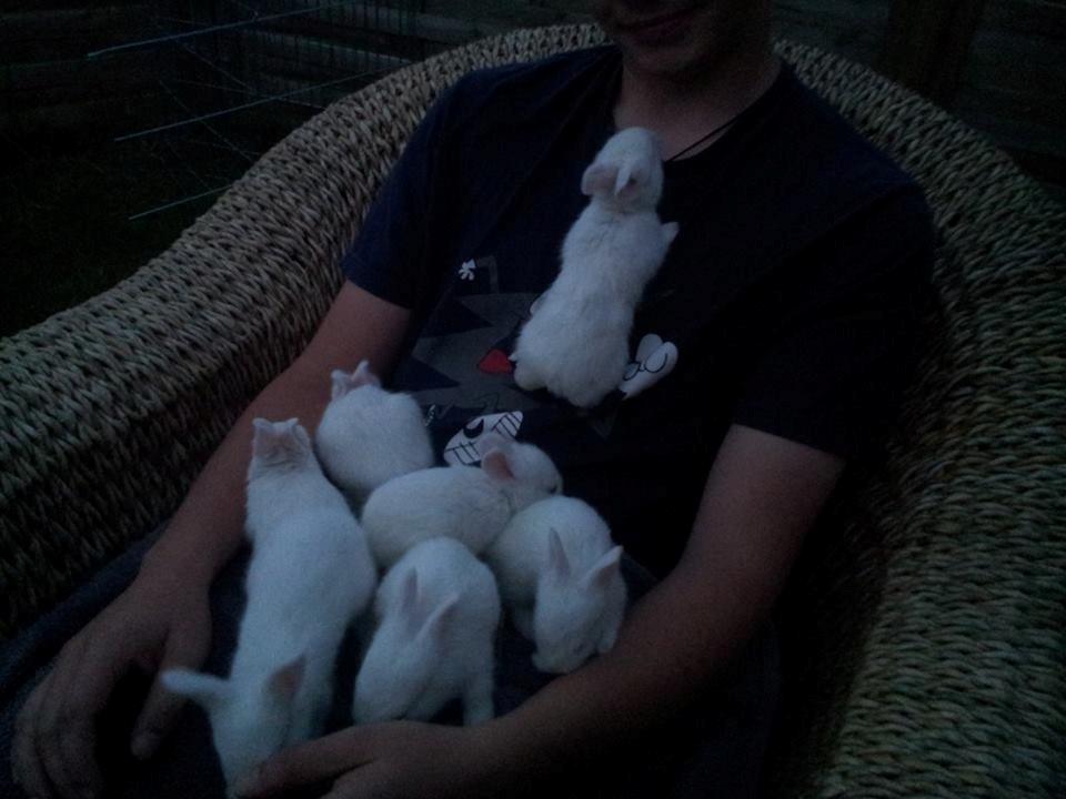 Angora kanin kuld A - 21 dage gammel billede 14