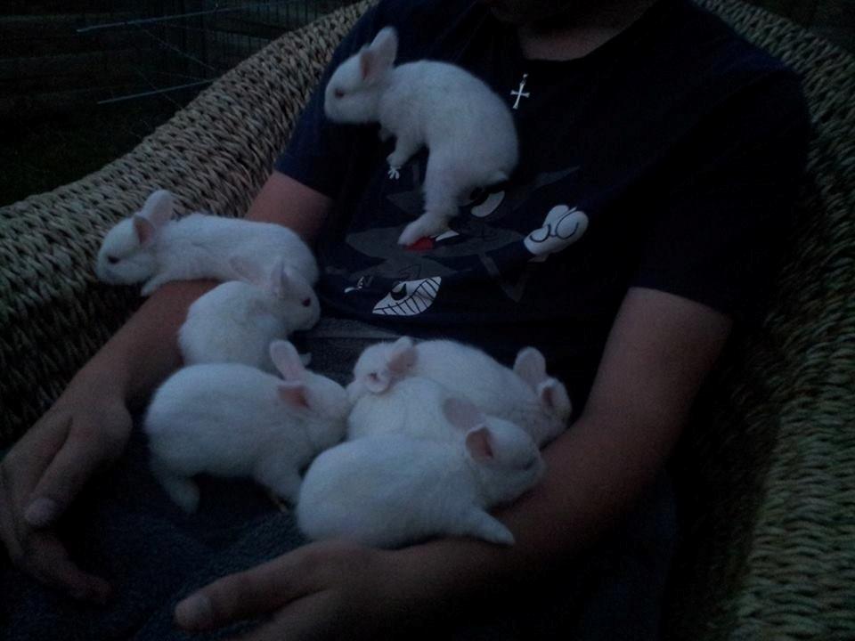 Angora kanin kuld A - 21 dage gammel billede 15