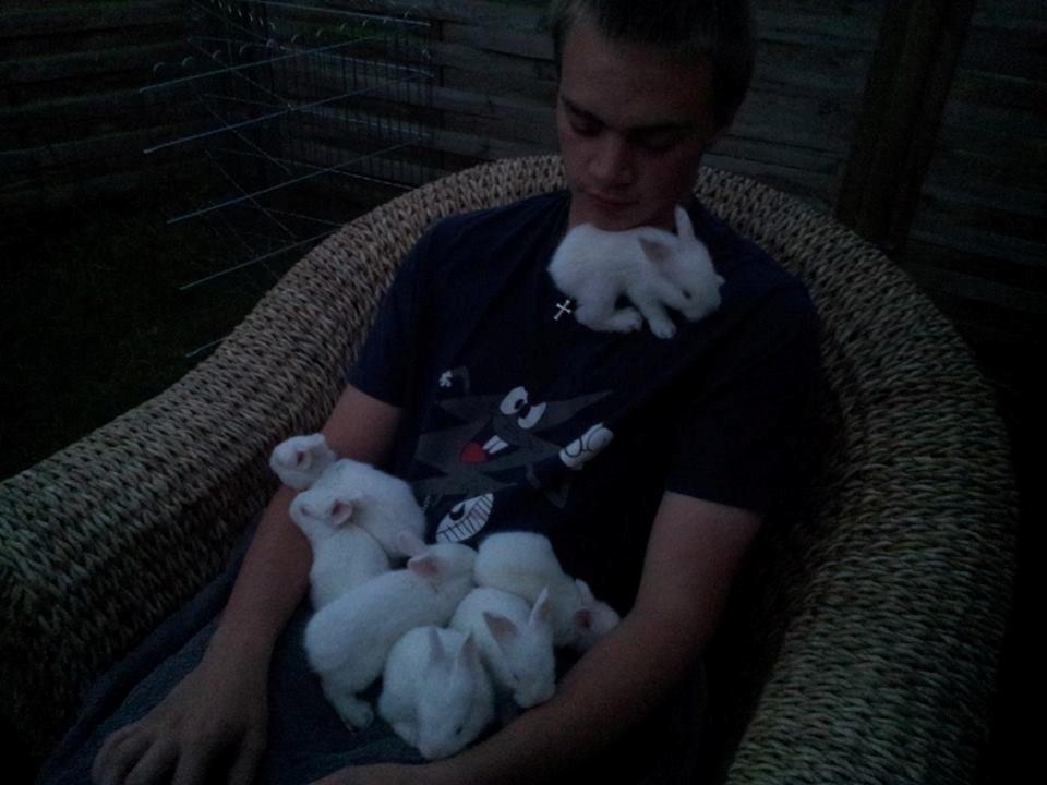 Angora kanin kuld A - 21 dage gammel billede 16