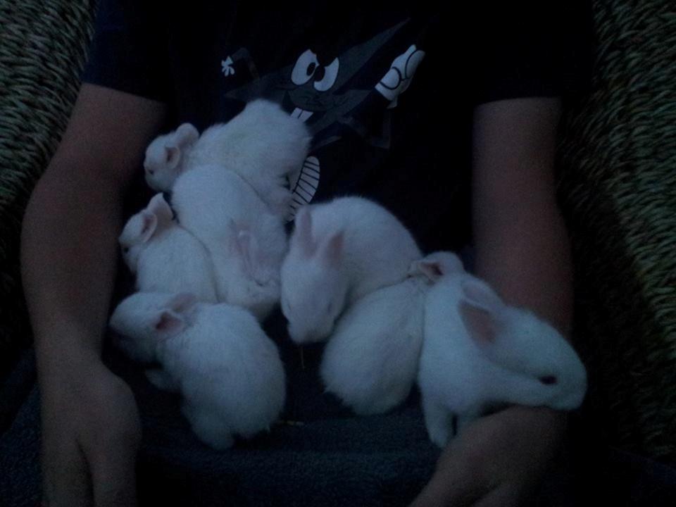 Angora kanin kuld A - 21 dage gammel billede 17