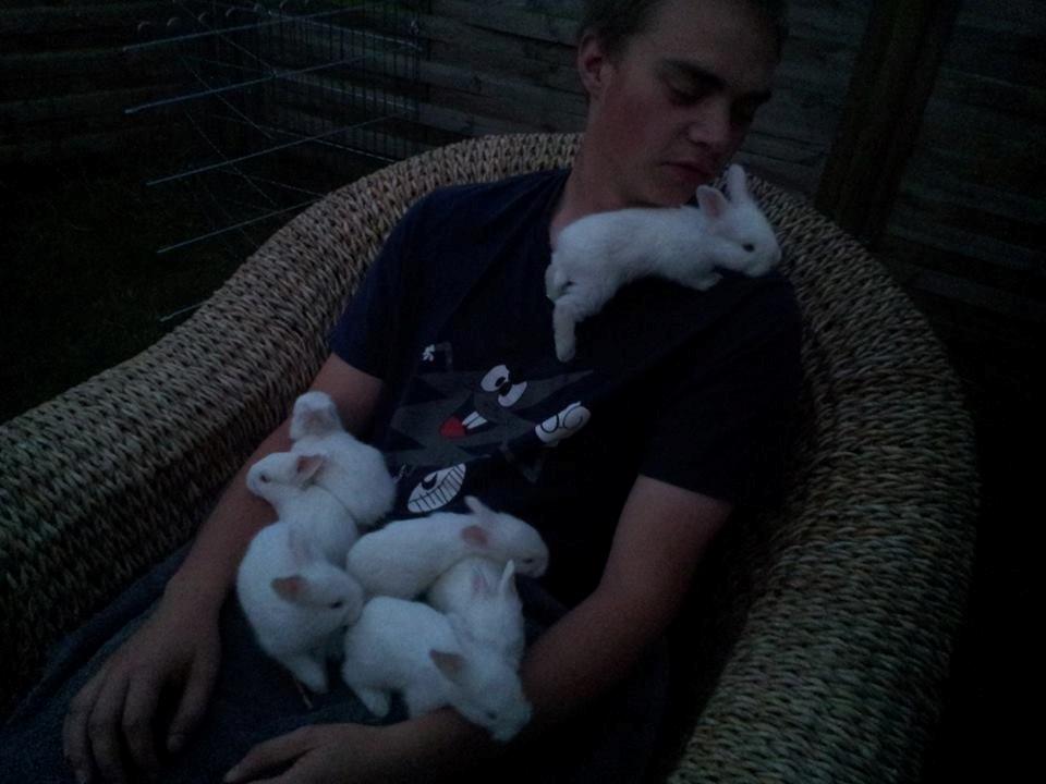 Angora kanin kuld A - 21 dage gammel billede 18