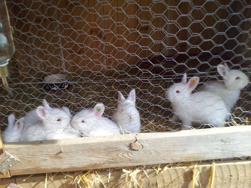 Angora kanin kuld A - 27 dage gammel billede 10