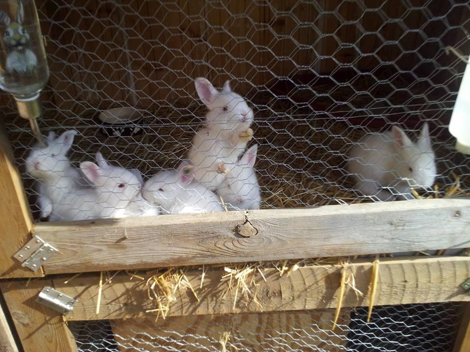 Angora kanin kuld A - 27 dage gammel billede 13