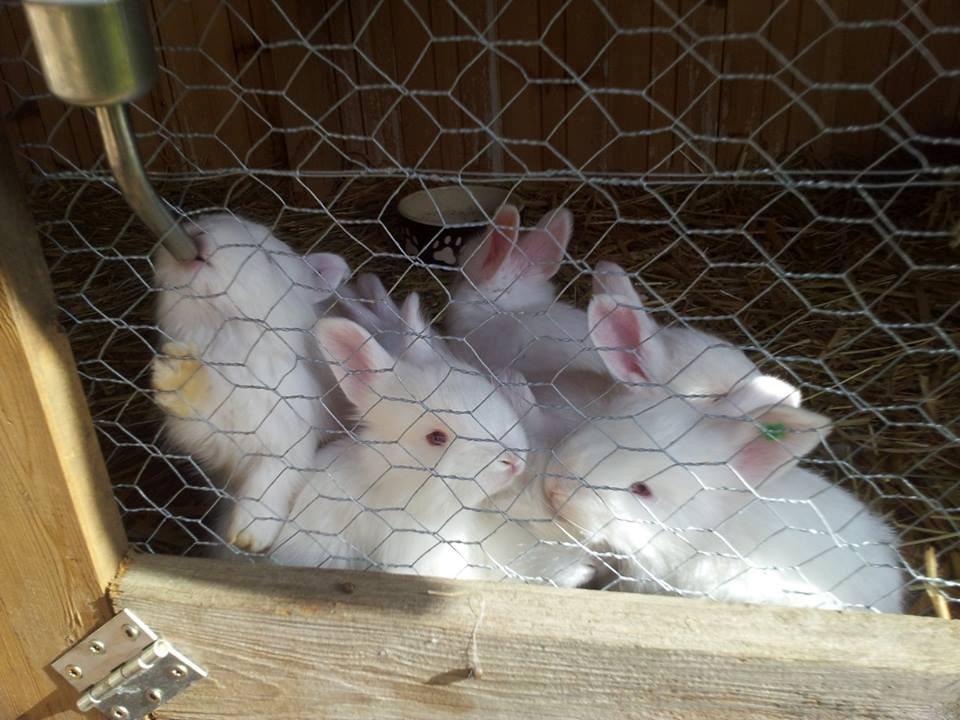 Angora kanin kuld A - 27 dage gammel billede 12