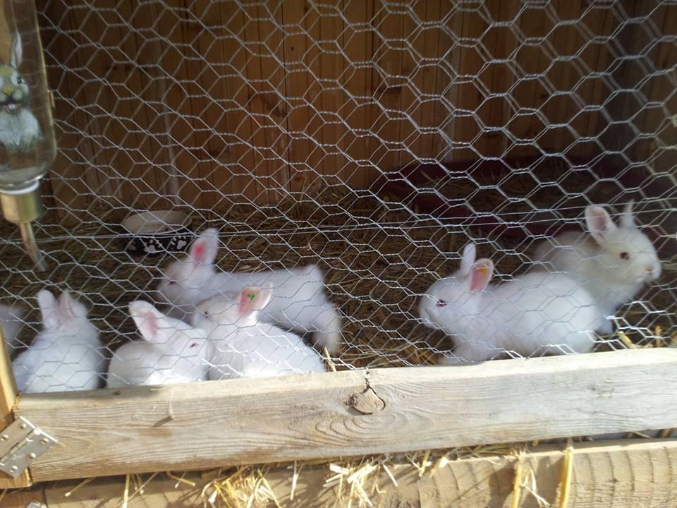 Angora kanin kuld A - 27 dage gammel billede 11