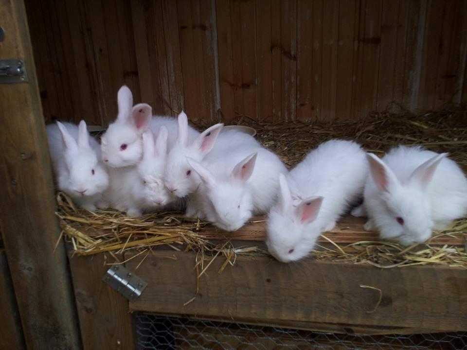Angora kanin kuld A - 36 dage gammel billede 2