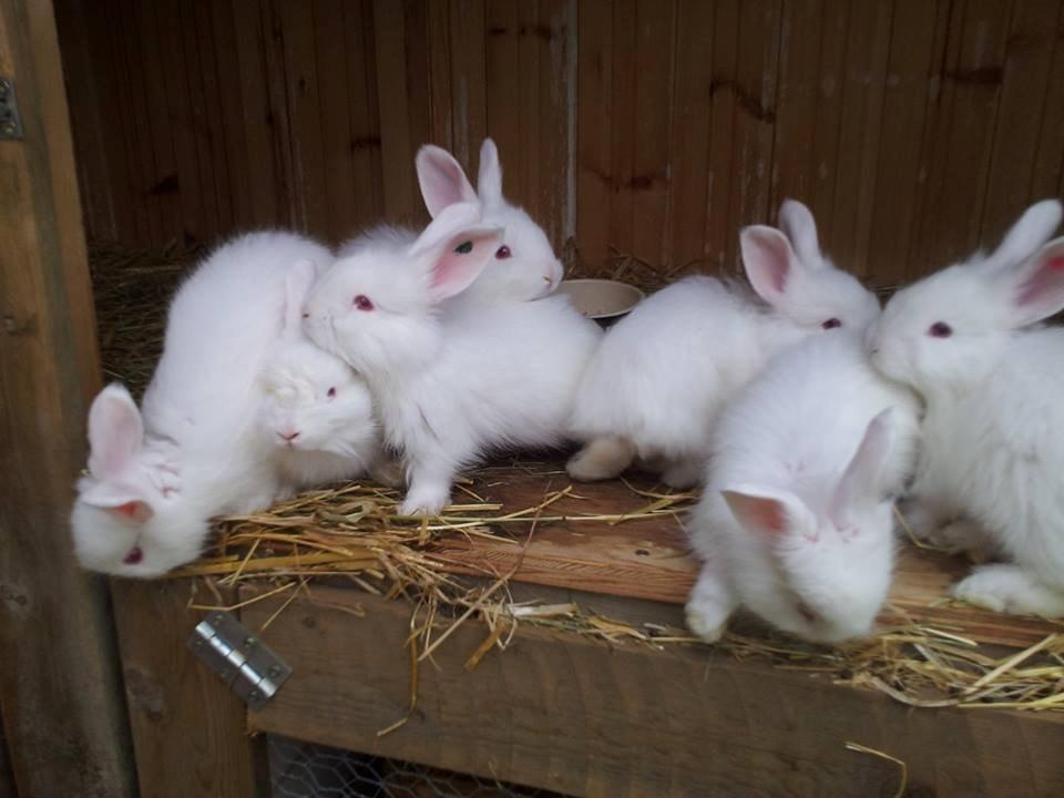 Angora kanin kuld A - 36 dage gammel billede 7