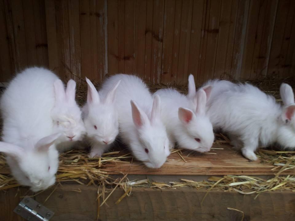 Angora kanin kuld A - 36 dage gammel billede 8