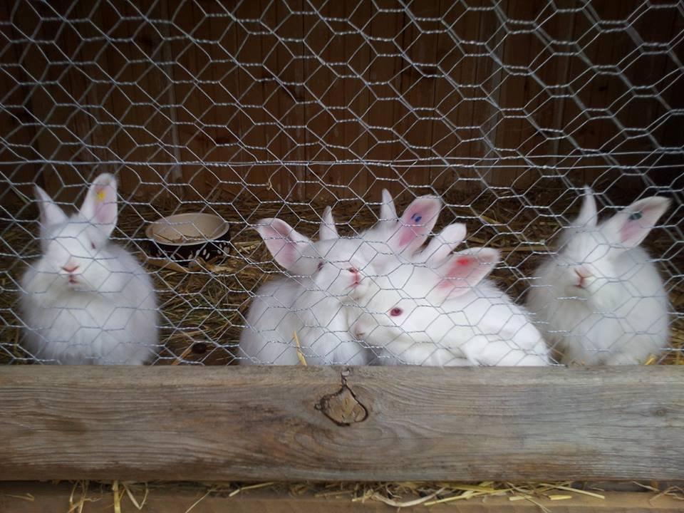 Angora kanin kuld A - 36 dage gammel billede 1