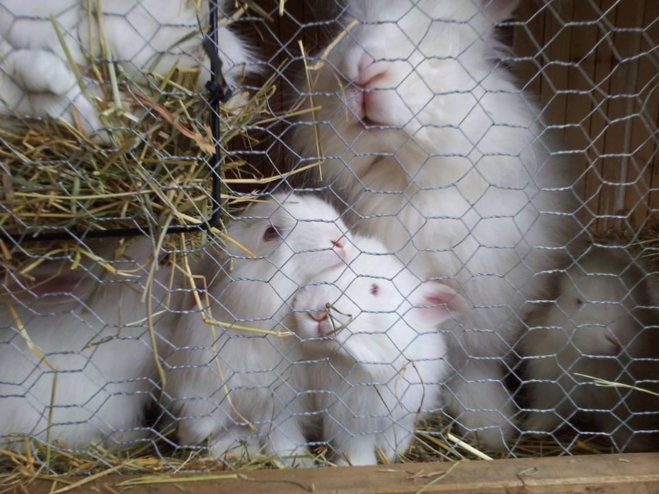 Angora kanin kuld A - 36 dage gammel billede 9