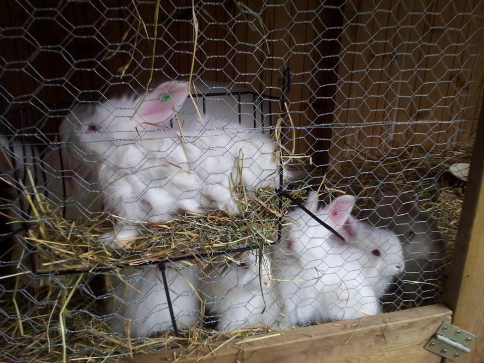 Angora kanin kuld A - 36 dage gammel billede 4