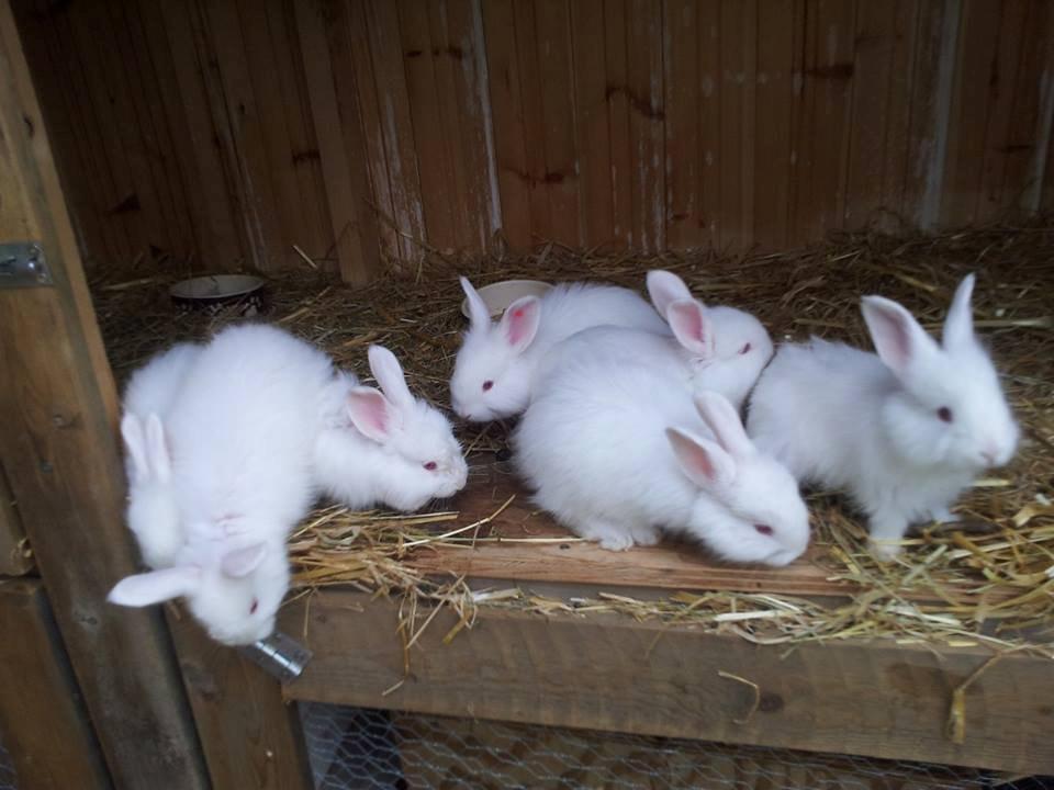 Angora kanin kuld A - 36 dage gammel billede 5