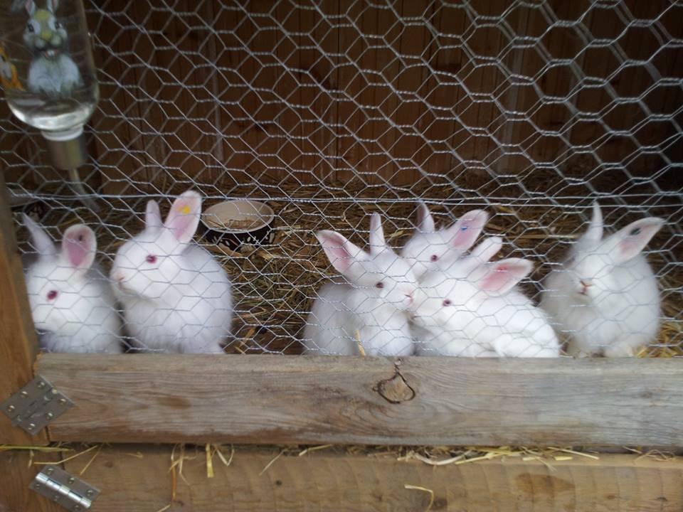 Angora kanin kuld A - 36 dage gammel billede 6