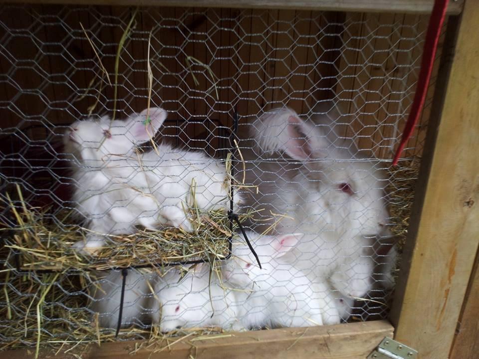 Angora kanin kuld A - 36 dage gammel billede 3