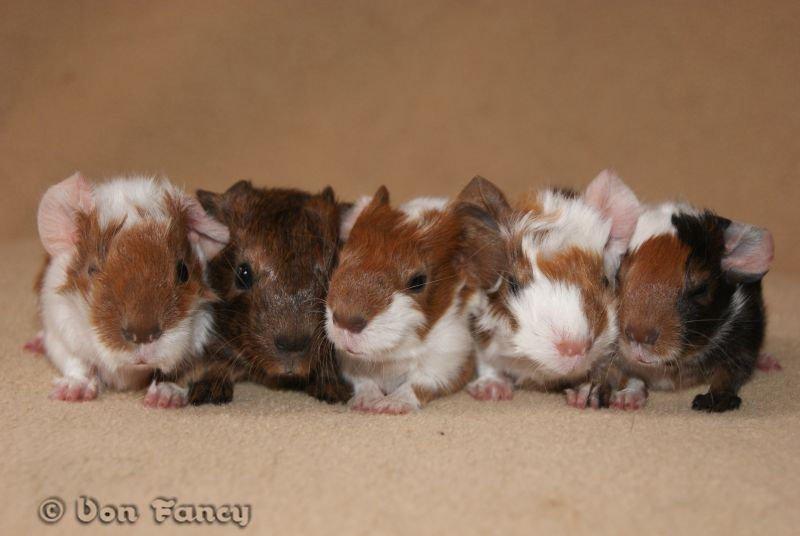 Filippas 5-linger - Hele kuldet billede 1