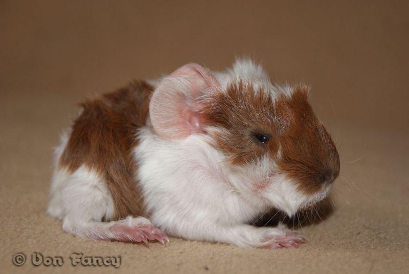 Filippas 5-linger - Gylden/hvid hvirvel dreng billede 2