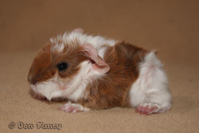 Filippas 5-linger billede 3