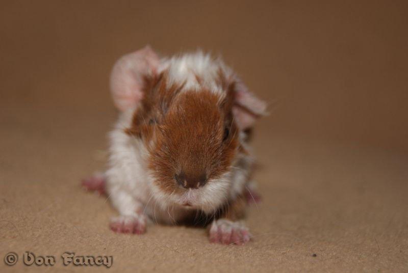 Filippas 5-linger billede 4