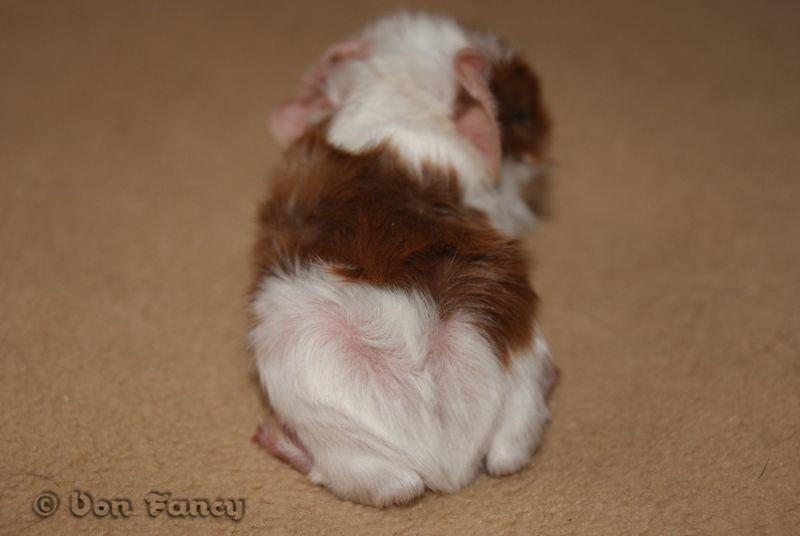 Filippas 5-linger billede 5