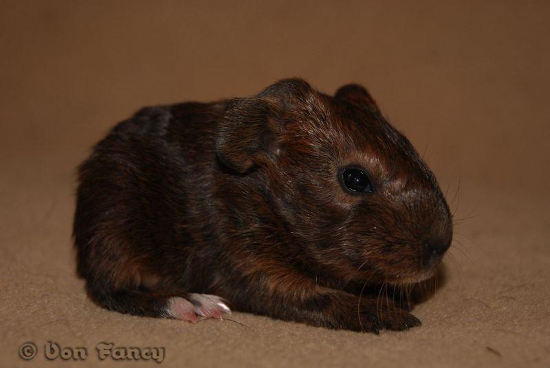 Filippas 5-linger - Gylden agouti/hvid glathåret dreng billede 6