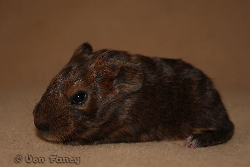 Filippas 5-linger billede 7