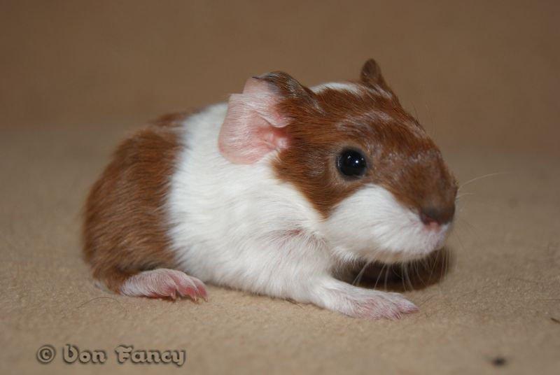 Filippas 5-linger - Gylden/hvid glathåret pige billede 8