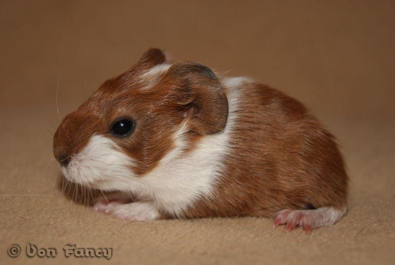 Filippas 5-linger billede 9