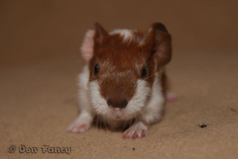 Filippas 5-linger billede 10