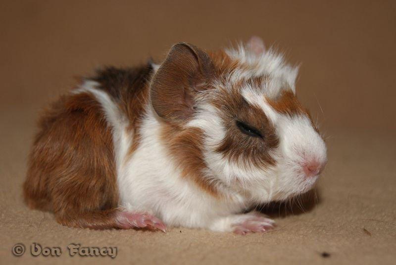 Filippas 5-linger - Hvid/gylden/gylden agouti hvirvel pige billede 11