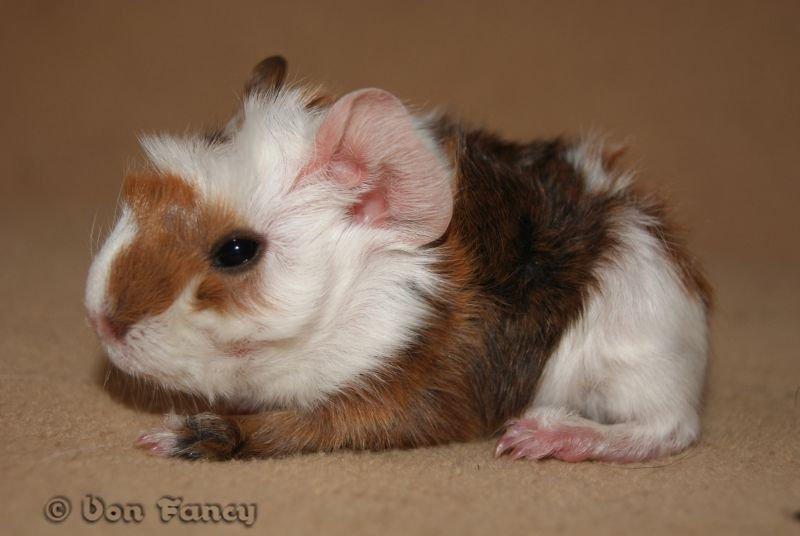 Filippas 5-linger billede 12