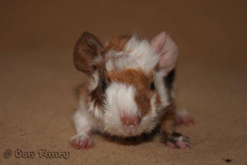 Filippas 5-linger billede 13